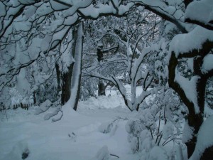 Snow-laden trees, SnowMyGosh 2010